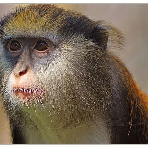 Guenon?