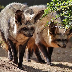 Bat Eared Foxes