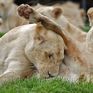 White Lioness