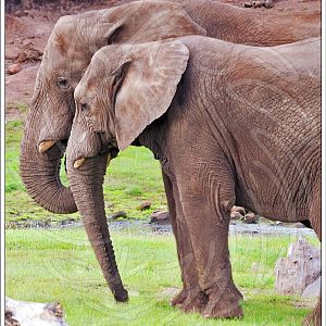 African Elephants