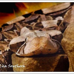 Gaboon Viper