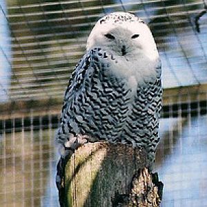 Snowy Owl