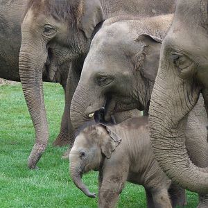 Elephants, in every size