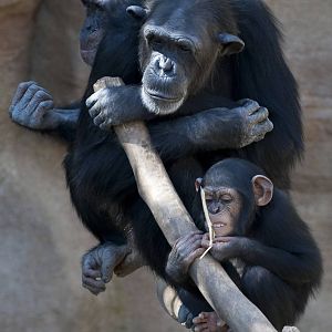 three chimps 6x4