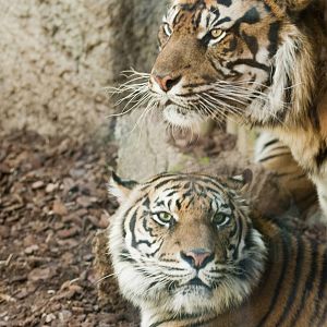 mum dad tiger copy 6x4