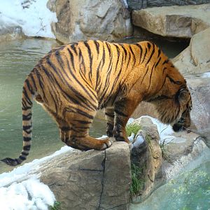 Sumatran Tiger