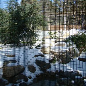 Snow Leopard exhibit