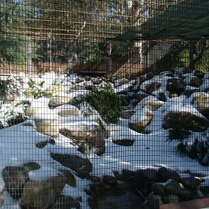 Snow Leopard exhibit