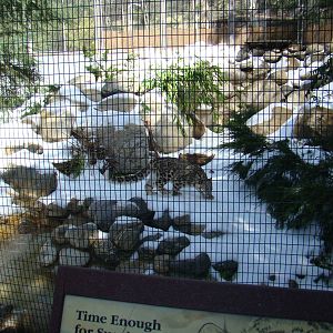 Snow Leopard exhibit