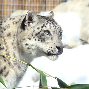 Snow Leopard