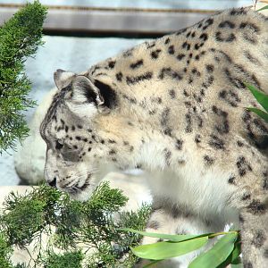 Snow Leopard