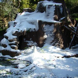 American Black Bear exhibit