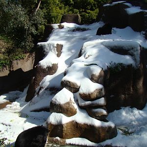American Black Bear exhibit