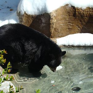 American Black Bear