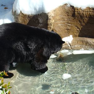 American Black Bear