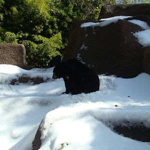 American Black Bear