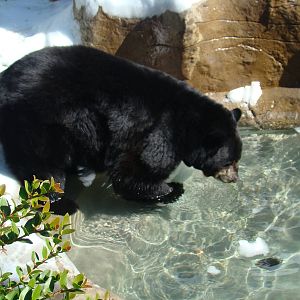 American Black Bear