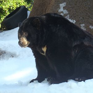 American Black Bear