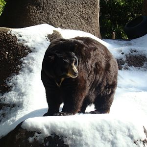American Black Bear