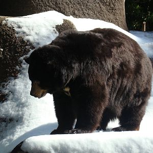 American Black Bear