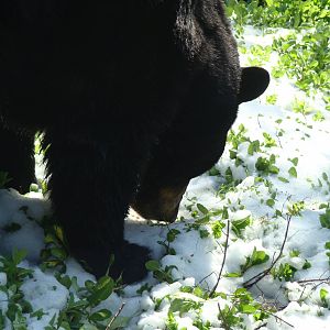 American Black Bear