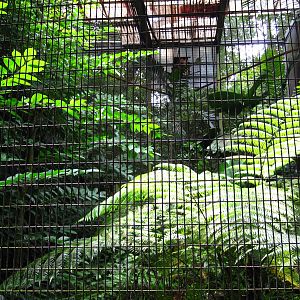 Hornbills and Toucans exhibit