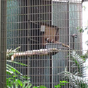 Hornbills and Toucans exhibit