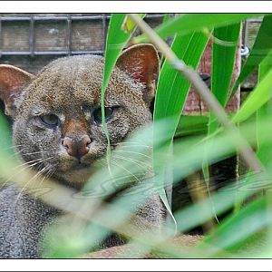 jaguarundi