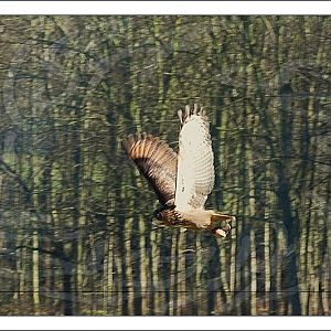 Eagle Owl