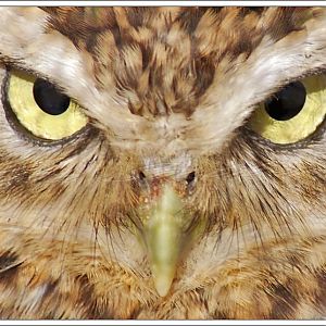 Burrowing Owl