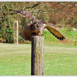 Eagle Owl