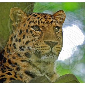 Amur Leopard