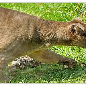 Fossa