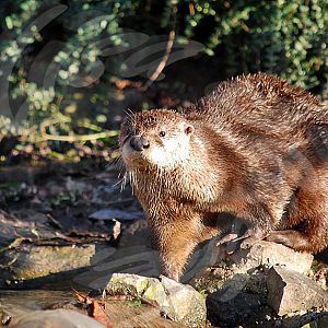 American Otter