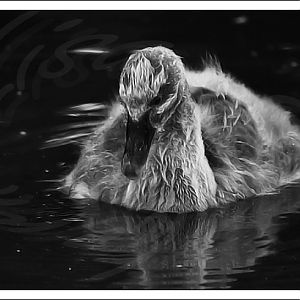 Black Swan Cygnet