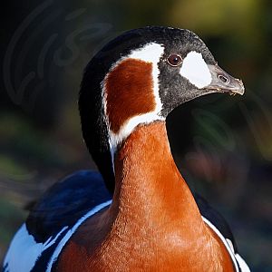 Red Breasted Goose