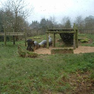 Lion Enclosure
