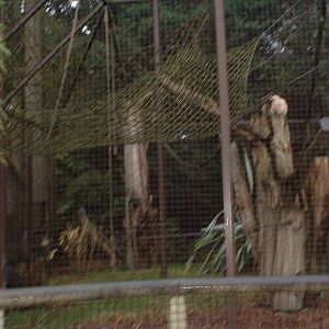 Purple faced langur and white handed (lar) Gibbon cage