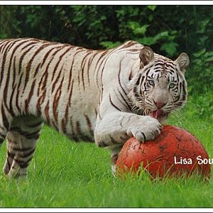 White Bengal Tiger