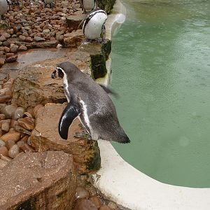 Penguin