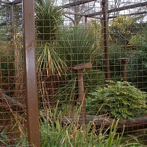 Sifaka Enclosure