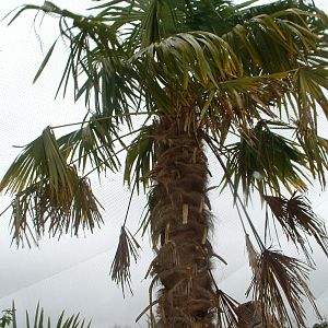 tree in Madagascar