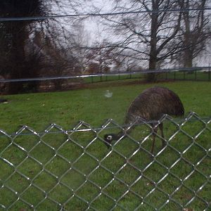 Emu Paddock