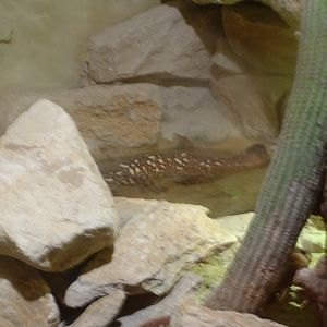 Lizard (forgot what type)