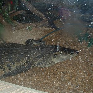 Morletts Crocodile