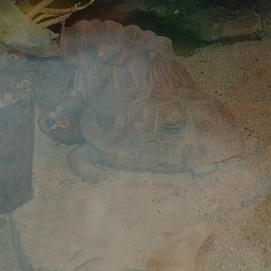 Tortise (what type)