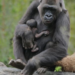 Gorilla and Newborn