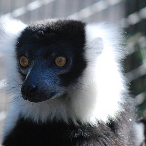 Black and White Ruffed Lemur