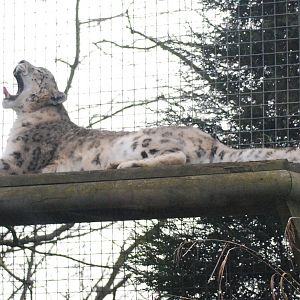 Male Snow Leopard