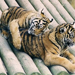 Last Two Cubs Born At The Zoo